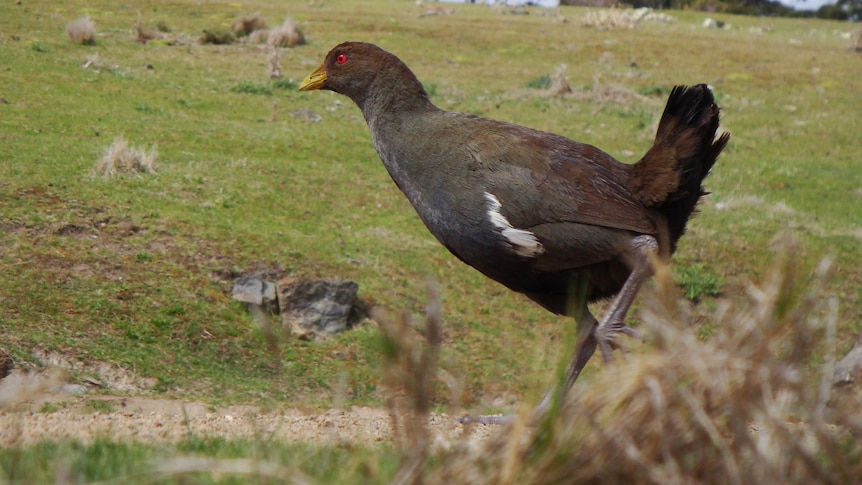 A close up of a Tasmanian native hen in a green field.