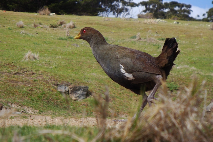 A close up of a Tasmanian native hen in a green field.