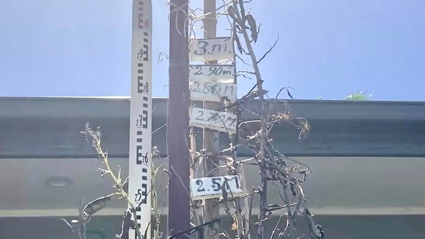 The top of a bean plant with measurement markers behind it, indicating its height.