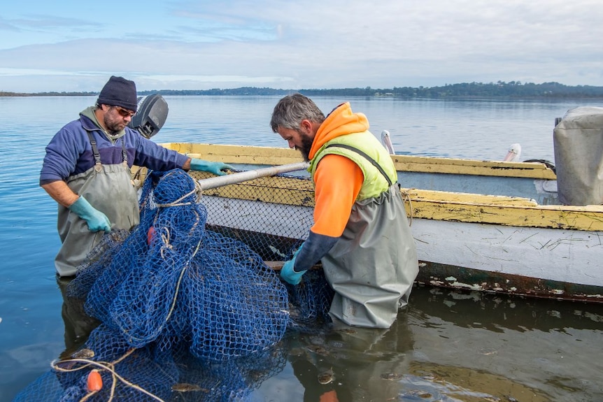 Fishermen reel in a net full of fish.