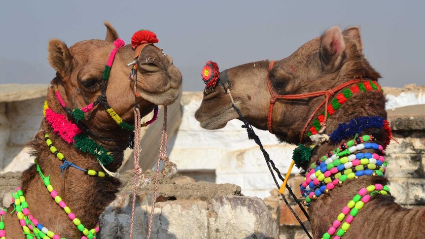 Two camels eye each other off at the annual Pushkar ka Mela