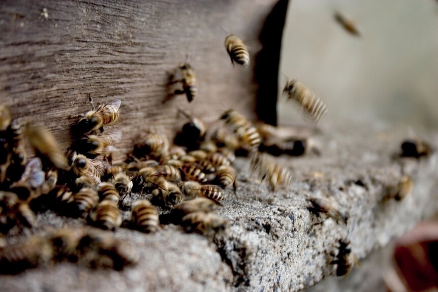 A group of buzzing honey bees