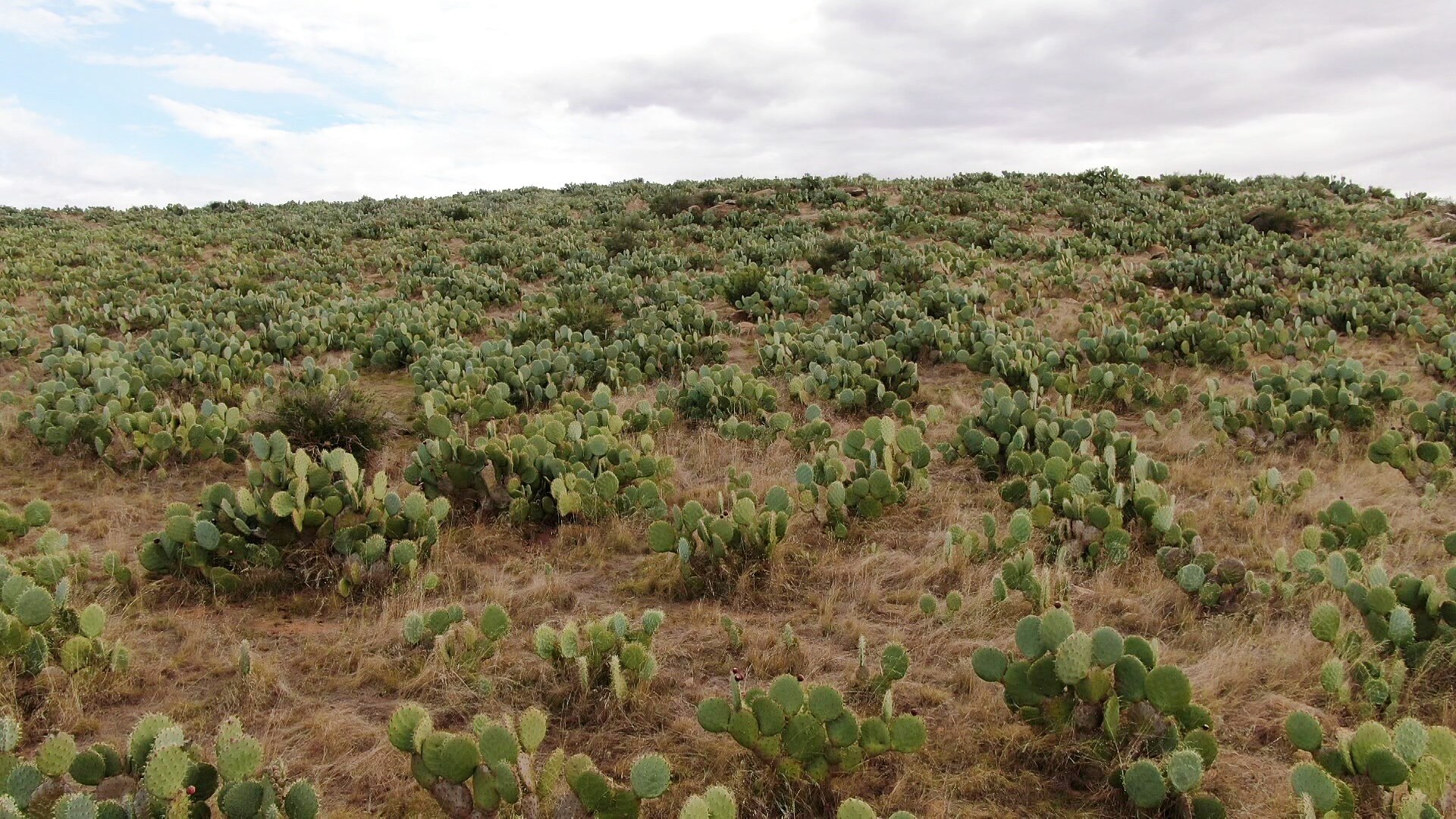 A wide shot of thousands of wheel cactus on a mountain