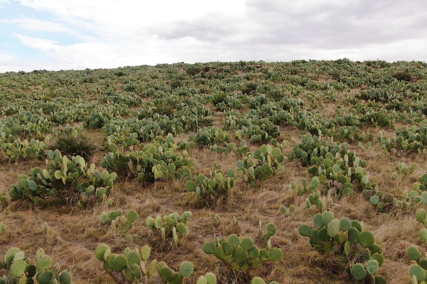 A wide shot of thousands of wheel cactus on a mountain