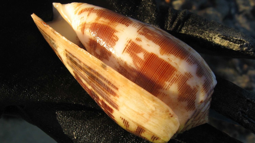 Cone snail