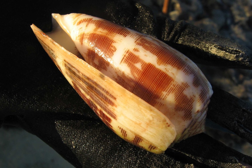 Cone snail