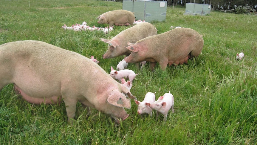 Free range pigs in WA's Great Southern.