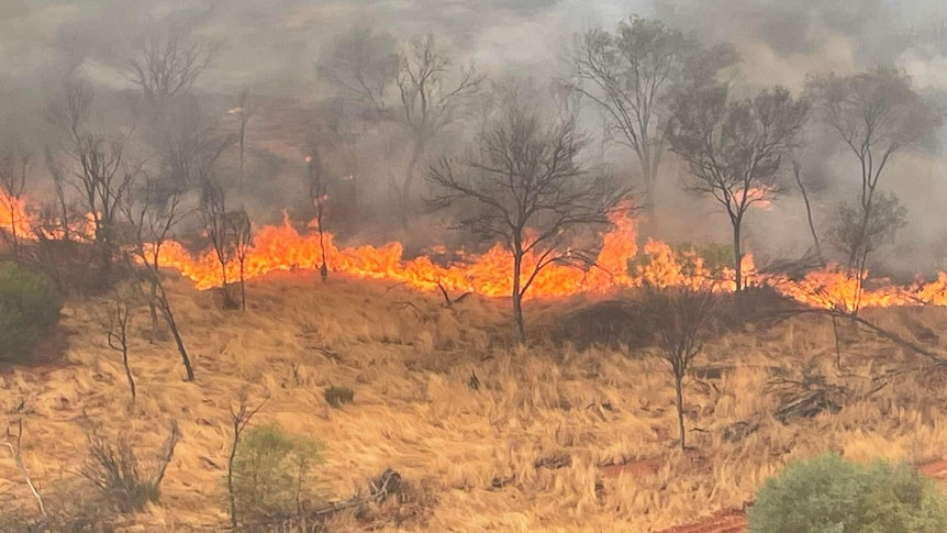 An orange line of fire burns across yellow grass and blackened trees