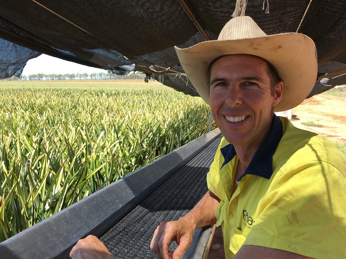 'Mareeba Gold' variety continues to shine despite unseasonal lull in