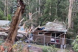 A house with damaged roof surrounded by uprooted trees.