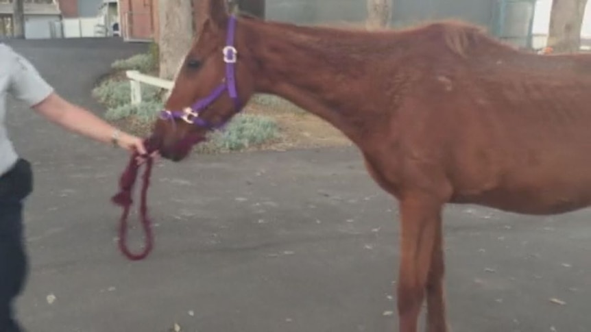 GRAPHIC CONTENT WARNING: Footage shows ex-racehorses neglected and starving