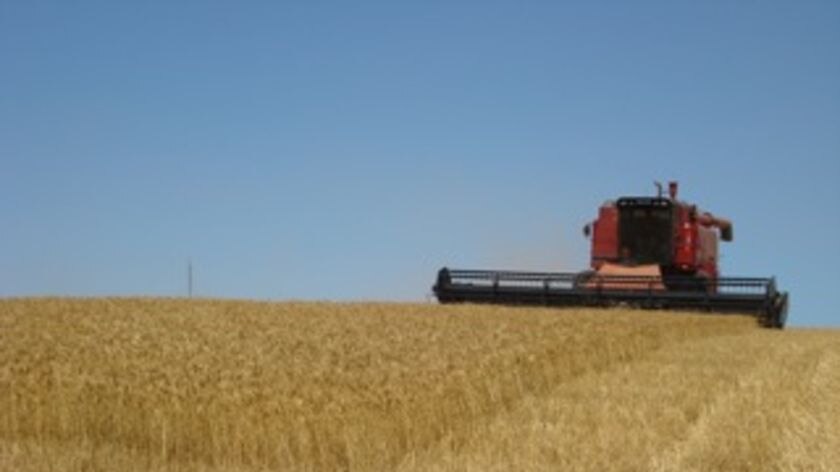 Farmer Andrew Boylan harvesting wheat