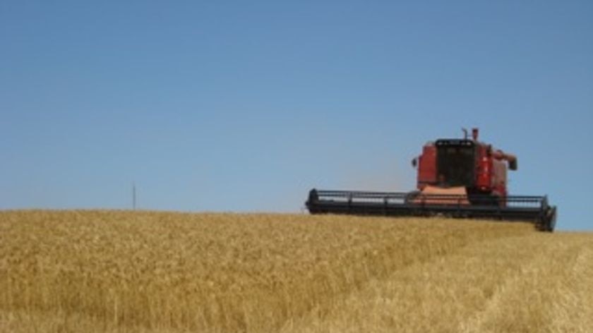 Wheat harvesting.