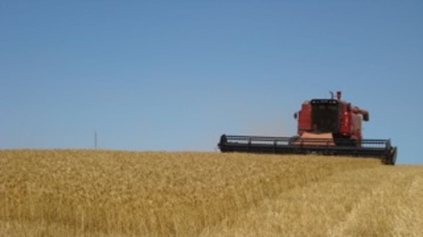 Wheat is harvested