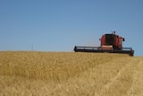 Farmer Andrew Boylan harvesting wheat