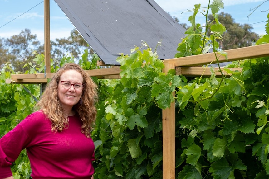A woman stands in a vineyard. Above the vines is a solar panel on a wooden frame
