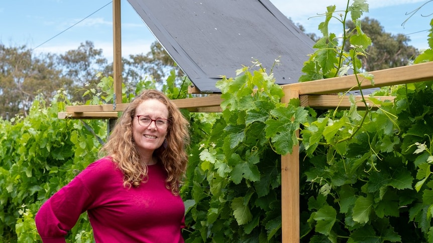 A woman stands in a vineyard featuring a solar panel.