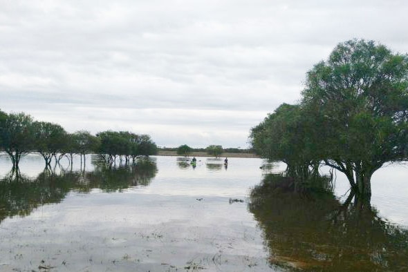 Swimming to save cattle