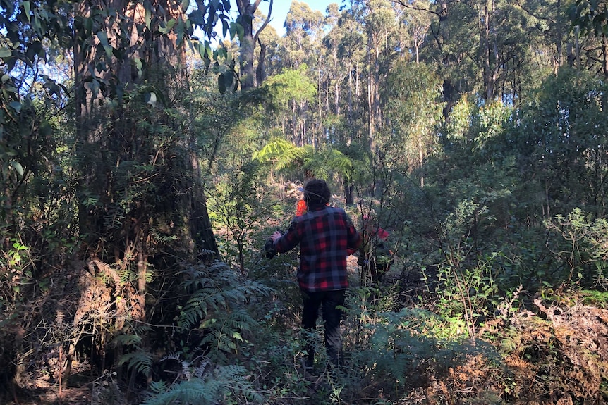 Person wearing a plaid top walking through dense bush.