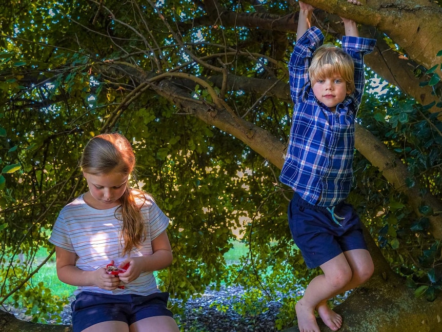 A young boy in a flannel shirt hangs from a limb of a tree while a girl sits on the sturdy branch beside him.
