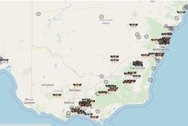 A map of moth sightings across eastern Australia.