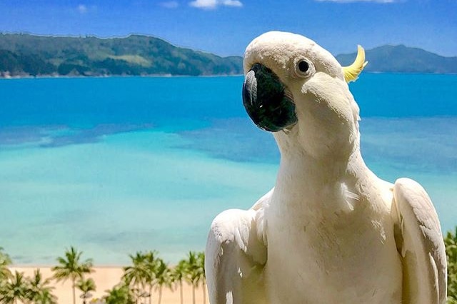 A cockatoo on Hamilton Island.