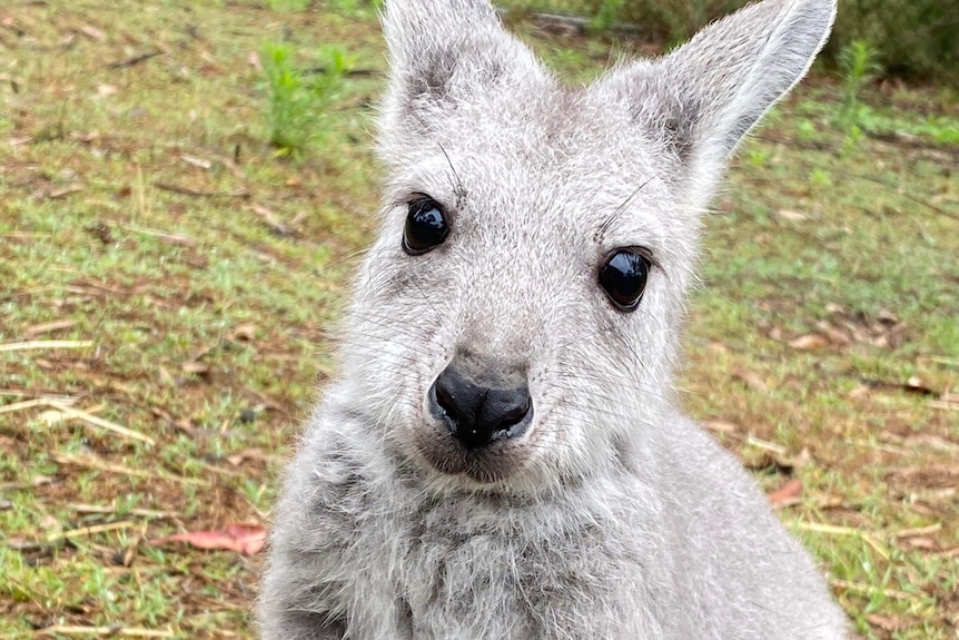 A small grey wallaroo