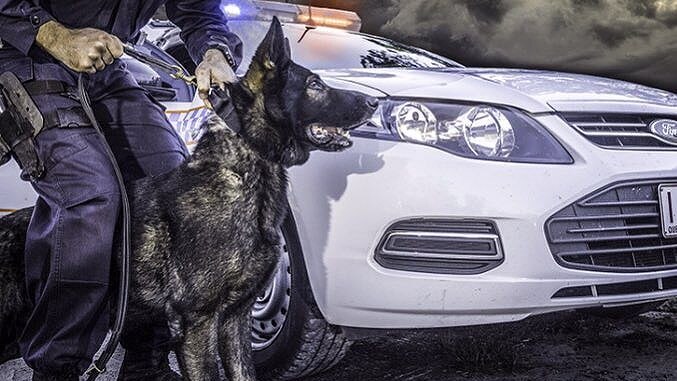 Queensland police dog dies from heat stroke after chasing car thief