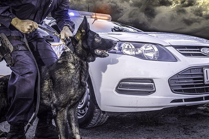 Queensland police dog dies from heat stroke after chasing car thief