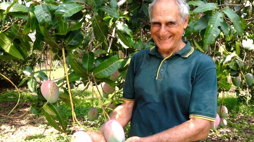 Chris Nathanael standing under a mango tree and examining the fruit in his orchard