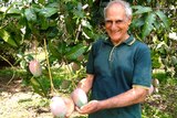 Chris Nathanael standing under a mango tree and examining the fruit in his orchard