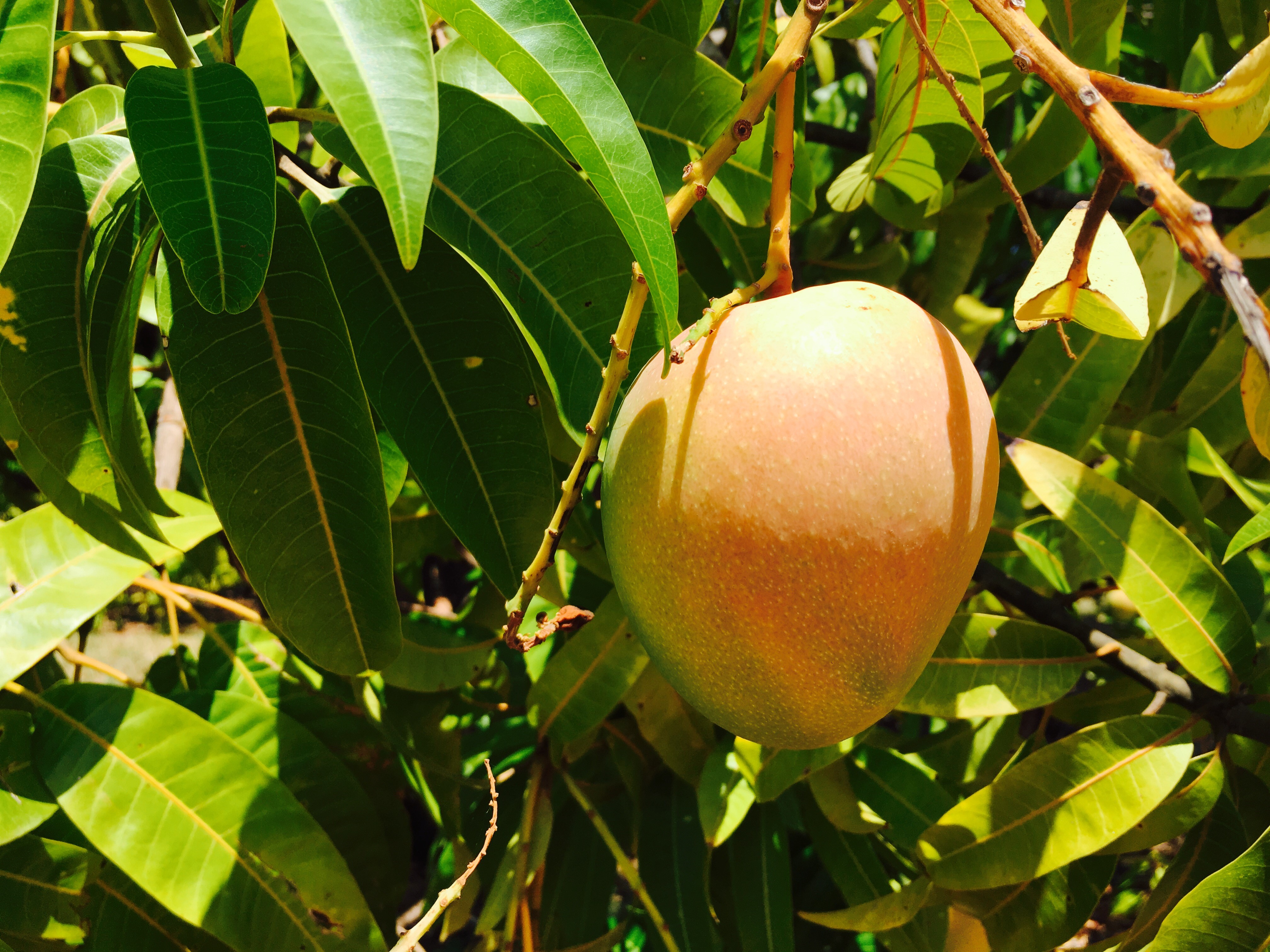 Mango season is here, but be warned a little spurt of its sap is enough to get you to the