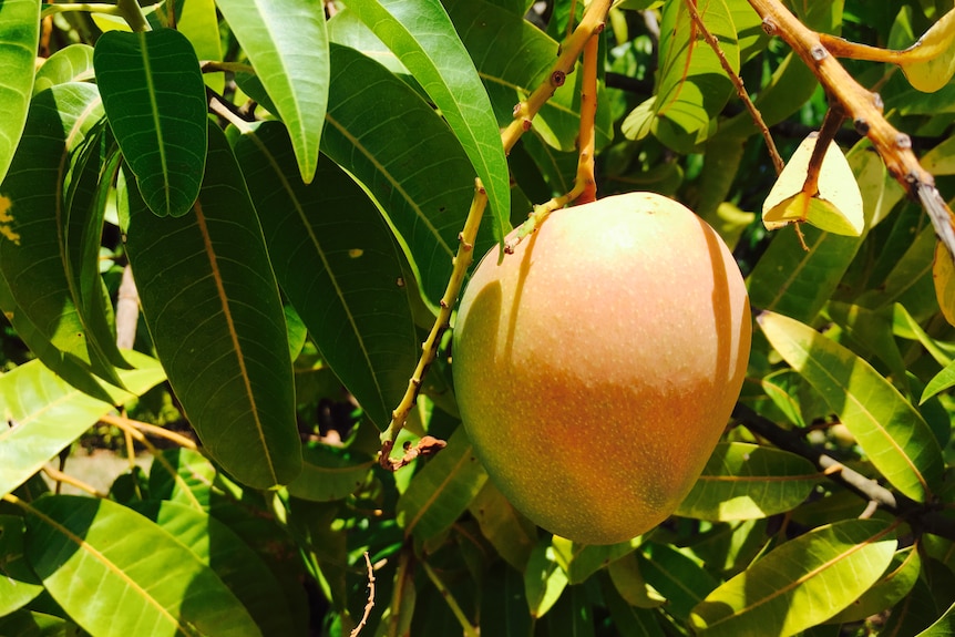mango on a tree