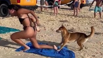 An alarmed woman wearing a bikini on a beach stands up as a dingo looks at her bottom.