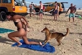 An alarmed woman wearing a bikini on a beach stands up as a dingo looks at her bottom.