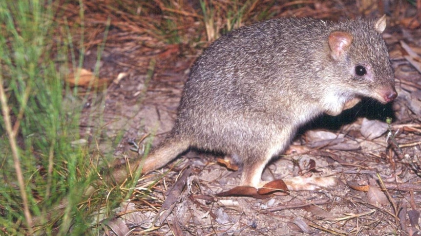 A northern bettong resembles a bandicoot that hops on its hind legs like a wallaby.