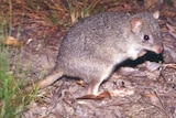 A northern bettong resembles a bandicoot that hops on its hind legs like a wallaby.