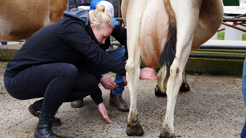 Lucy Whitlow squats down to milk a cow's teat in a concrete dairy yard.