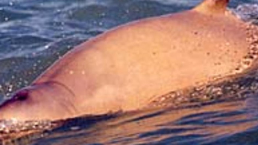 New species ... the australian snubfin dolphin.