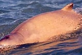The snubfin dolphin was only recently discovered to inhabit Australia's northern waters.