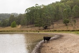 A cow stands in a drying dam.