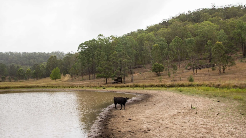 A cow stands in a drying dam.