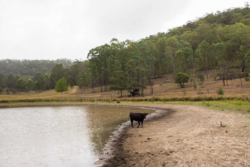 A cow stands in a drying dam.