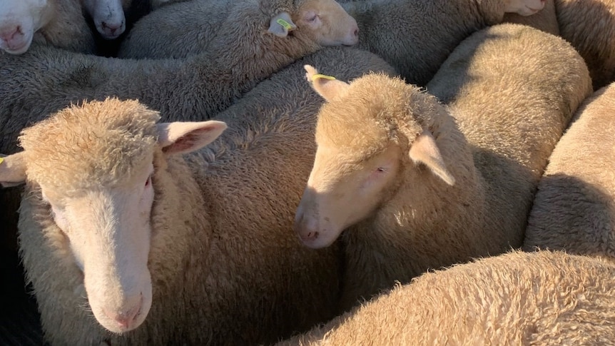Grown lambs standing in a saleyard pen