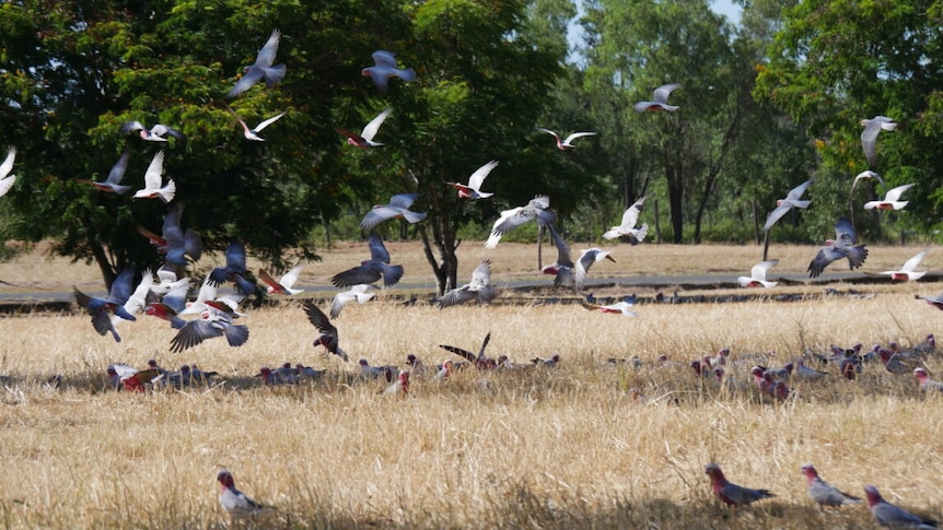 Birds swarming in a park with green trees and brown grass