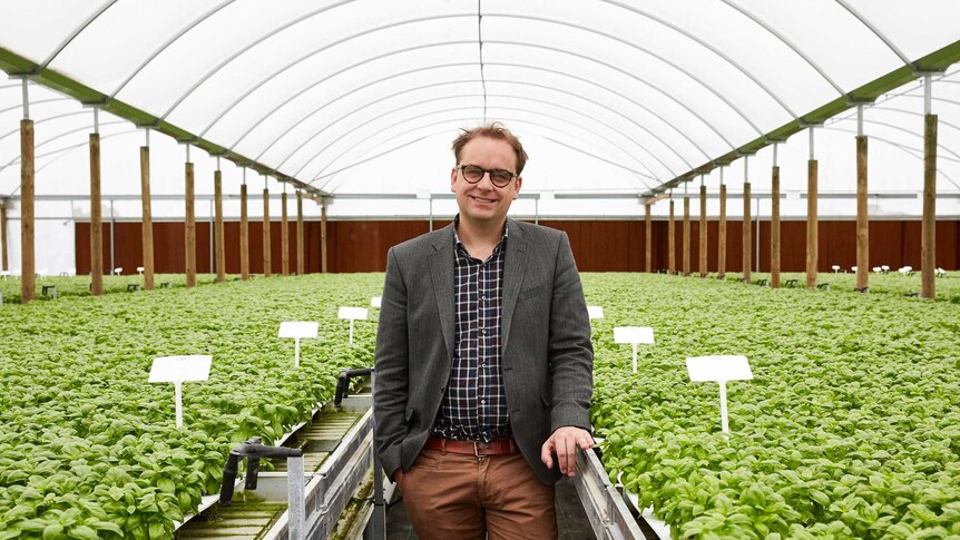 Man stands in polytunnel greenhouse surrounded by pots of green basil, Clyde in Victoria