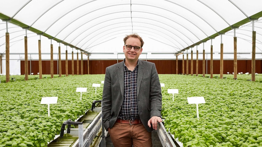 Man stands in polytunnel greenhouse surrounded by pots of green basil, Clyde in Victoria