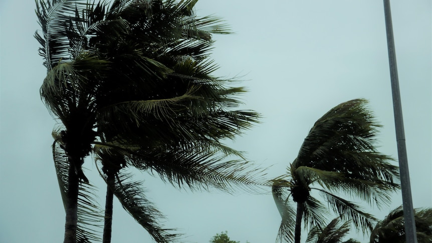 Several palm trees being blown by the wind with gloomy skies in the background.