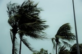 Several palm trees being blown by the wind with gloomy skies in the background.