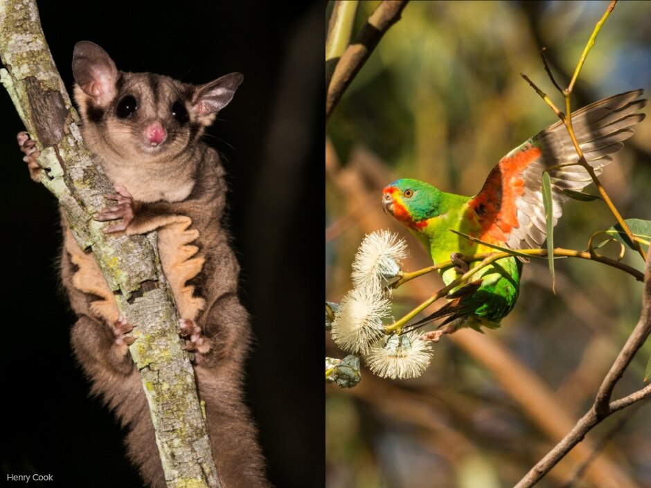 Lethal traps 'might offer solution' to threat to swift parrots from